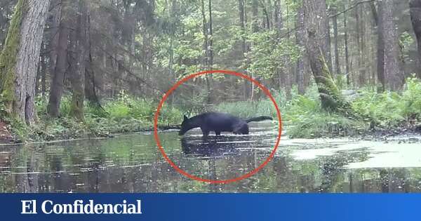 Graban en Europa a un animal con una rara mutación: ahora hay que averiguar su origen