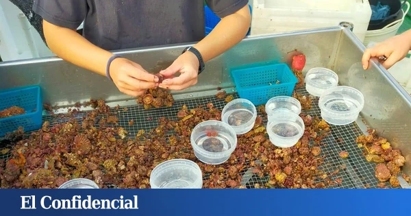 Hallazgo del Instituto Español de Oceanografía del CSIC: fondos marinos únicos en Baleares y Murcia
