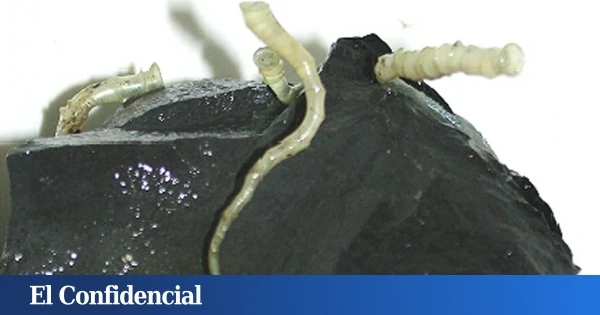 Exploran una dorsal oceánica a 2.500 m de profundidad y descubren especies nunca vistas