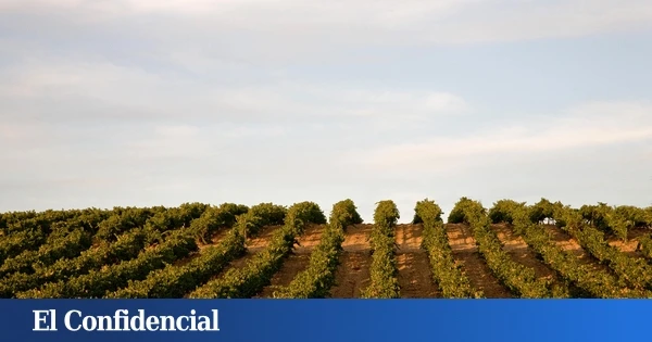 Se buscan uvas resistentes: la inesperada aparición del mildiu inquieta en Rueda