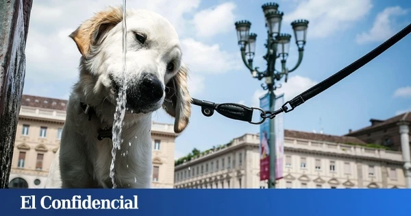 En cada país cuecen habas con su declaración de la renta: desgravar el veterinario o el 'tarifazo' bautismal