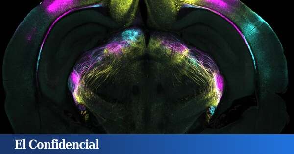 Descubren cómo el cerebro supera el miedo: la clave contra fobias, traumas y ansiedad