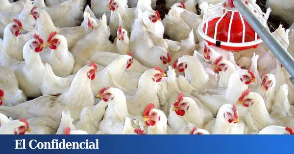 Un incendio acaba con la vida de 30.000 pollos en una granja avícola en A Coruña (Galicia)