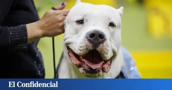 Herida en Huéscar (Granada) una mujer atacada por un perro peligroso de 70 kilos sin chip, vacunas ni registro