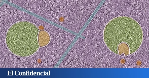 ¿Cómo es posible? Analizan células humanas y descubren una estructura nunca antes vista
