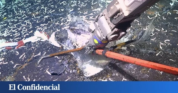 Perforan la corteza oceánica a 2.500 metros de profundidad y aparecen unos extraños seres vivos que no deberían estar ahí