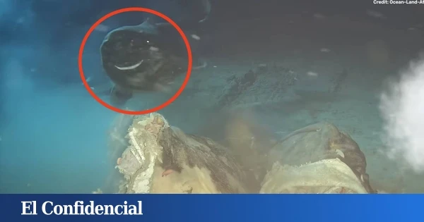 China arroja una vaca al mar y despierta sin querer a 8 'dormilones' en las profundidades