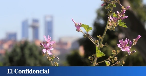 Aviso de Sanidad de la Comunidad de Madrid por niveles altos de polen de gramíneas: estas son las zonas afectadas
