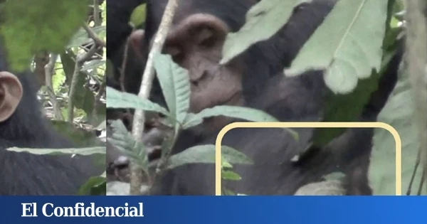 Colocan una cámara trampa y descubren que los chimpancés también utilizan 'papel higiénico'