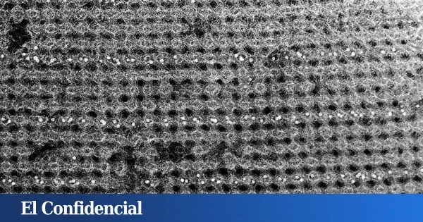 Inventan un material tridimensional que se ensambla solo a partir de... ADN y agua