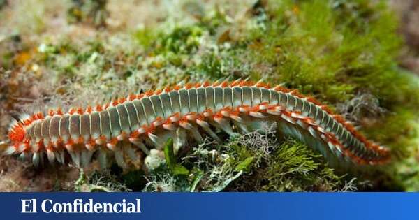 Ni medusas ni erizos: el nuevo invertebrado que está proliferando en las playas españolas (y que es mejor que no te pique)