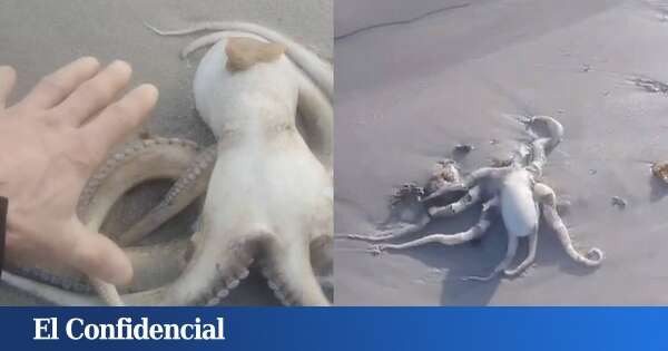 Una playa española amanece llena de pulpos: es el resultado de un fenómeno poco habitual