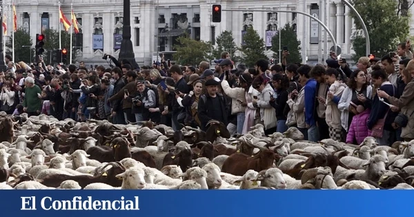 La Fiesta de la Trashumancia vuelve a Madrid: fecha, horario y recorrido del desfile de ovejas