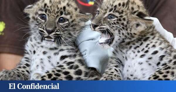 Ni en el Caúcaso ruso ni en la cordillera de Zagros: la especie en peligro de extinción que tiene un nuevo hogar está en Cantabria