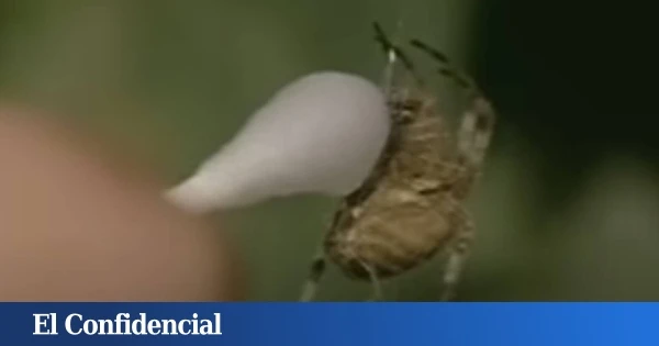 En 1995, la NASA dio drogas ilegales a unas arañas: lo que pasó después fue un auténtico caos