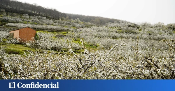 11 pueblos y 200 variedades de cereza: curiosidades del Valle del Jerte que quizás no conocías