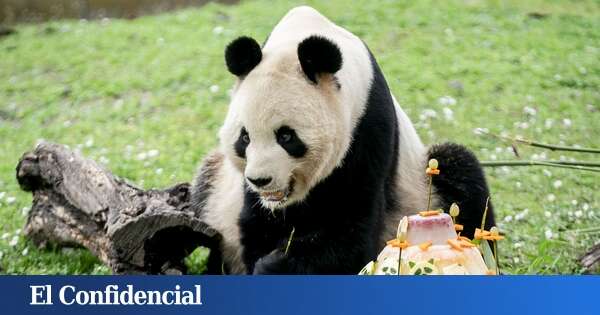 El lucrativo negocio de China con los pandas de alquiler. Y por qué oculta sus datos