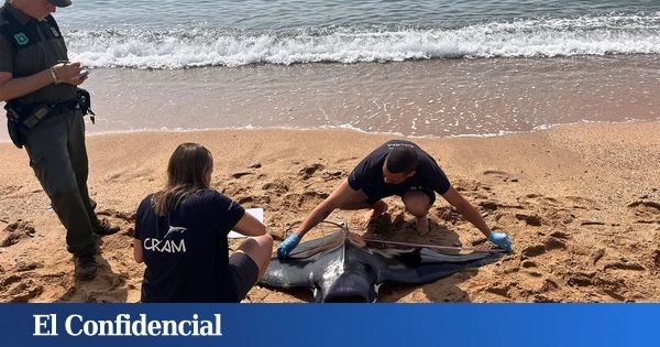 La llegada de mantas al Mediterráneo trae locos a los científicos españoles: 