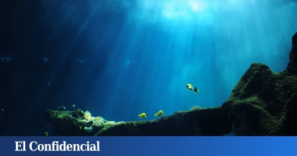 Exploran con sonar las profundidades del océano y son testigos de la mayor 'masacre' jamás documentada
