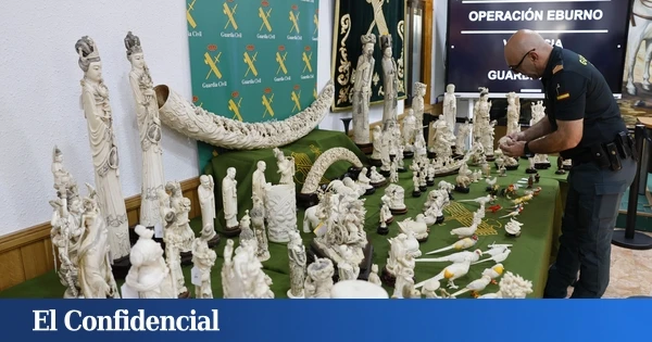 Golpe al tráfico de marfil: intervenidas 127 piezas de elefantes asiáticos y africanos en Valencia
