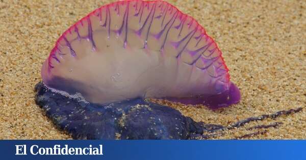 Alerta por carabelas portuguesas y dragón azul en esta playa de Canaria que cuenta con balneario gratuito: cuándo me podré bañar