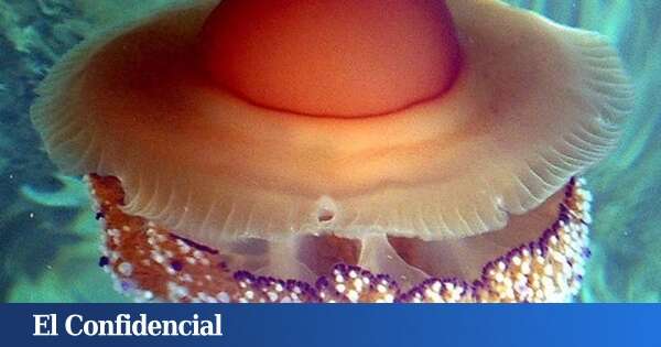 Los 'vigilantes de las medusas' afrontan una tarea imposible en España: saber dónde están