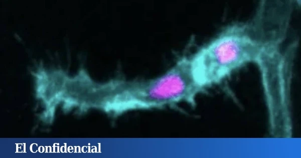 Observan la división celular y descubren que tus libros de biología estaban equivocados