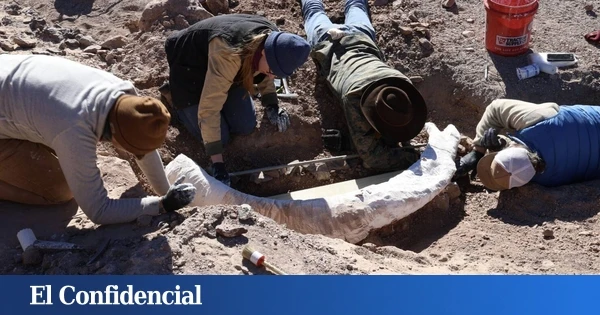 Excavan el suelo de una granja y encuentran un colmillo gigante de un animal extinto