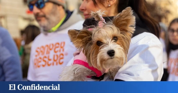 Detenida una mujer en Luque como presunta autora de un delito de maltrato animal