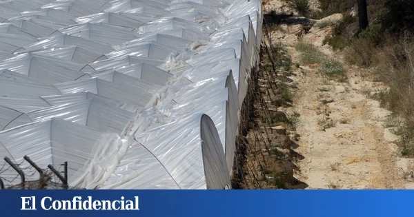 Las ayudas de Doñana ven la luz al final del túnel: 28,5 millones para reconversión de regadíos