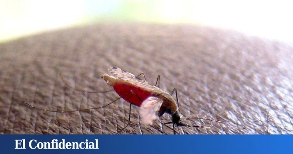 Los mosquitos cada vez nos pican durante más tiempo y la culpa es nuestra por algo que hacemos todos los días