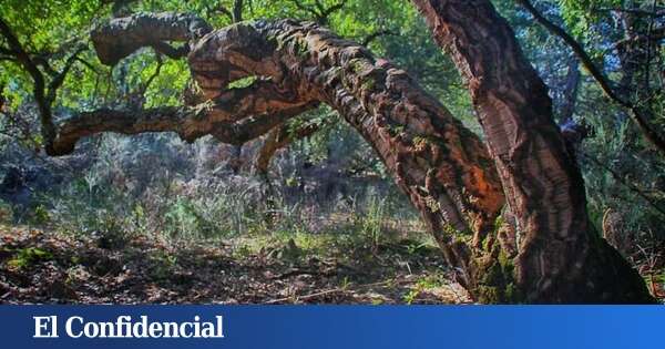 Un alcornocal de Castilla y León elegido Bosque del Año 2025 en España: con rutas botánicas y teatralizadas para hacer con niños