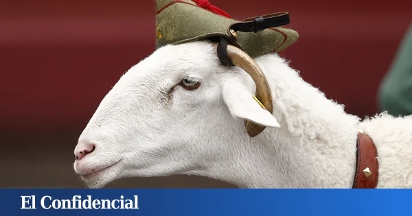 Así es Camarón, la cabra que participa en el desfile militar del Día de las Fuerzas Armadas en Santa Cruz de Tenerife