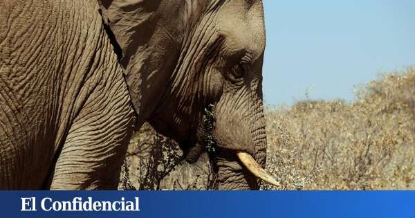 ¿Qué pasará con el elefante que ha matado a un turista español en Sudáfrica?