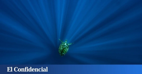 Crónica del viaje de David Attenborough al abismo oceánico con 88 años (ahora tiene 99)