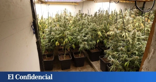 Cinco detenidos por cultivar marihuana en dos casas de Vidreres (Girona)