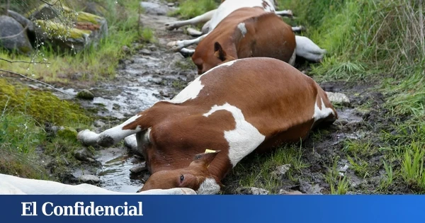 Anatomía de un vaquicidio: ¿cómo pudo un rayo liquidar a 22 vacas a la vez?