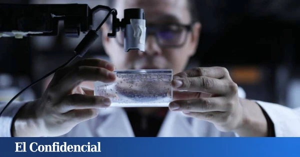Hacen un experimento con moscas y descubren que deberías tener cuidado con las horas a las que tomas café