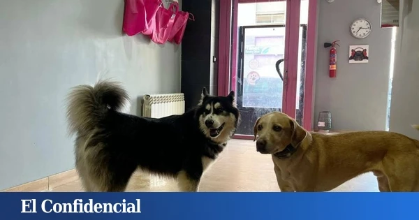 Localizada una guardería canina en Hortaleza sin licencia y con perros faltos de cuidados