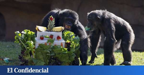 Un experimento con chimpancés podría haber resuelto el enigma evolutivo de la “micción contagiosa”