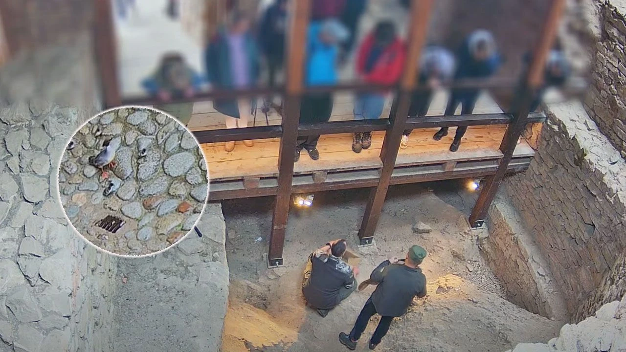 Pisklęta nurogęsi rzucały się z ruin zamku. Wszystko nagrał monitoring