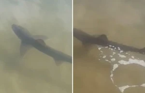 Heart-stopping moment couple spot SHARK while swimming on Dorset coast