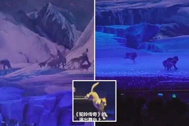 Terrifying moment pack of 30 wolves chase actors across a Chinese stage