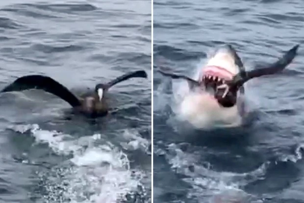 Great White shark swallows bird whole as it bobs on water unaware of danger