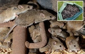 Fears mice plague will get WORSE as it's compared to ‘Covid on cruise ship’