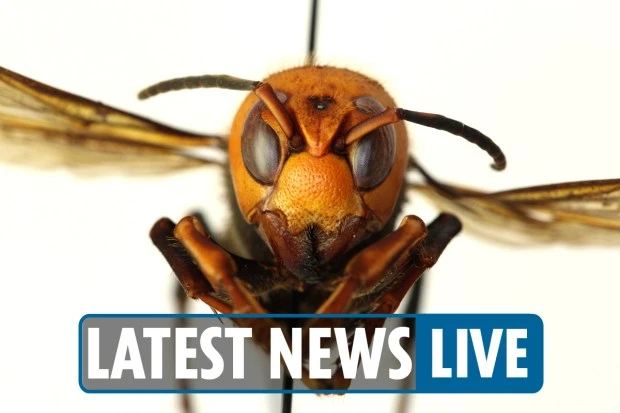 First 'murder hornet' sighting of year as experts warn of 'serious danger'