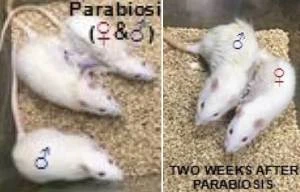 Chinese scientists force male rats to give BIRTH in ‘Frankenstein’ experiments