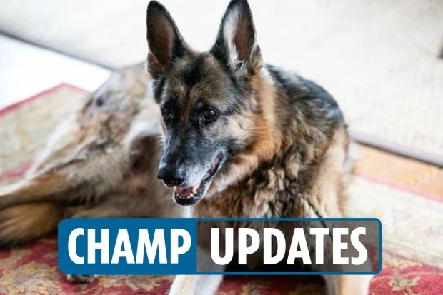 Tributes to Joe and Jill Biden's 'sweet, good boy' Champ as they mourn pet