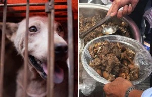 Dog meat festival underway in China with 5,000 to be eaten over 10 days