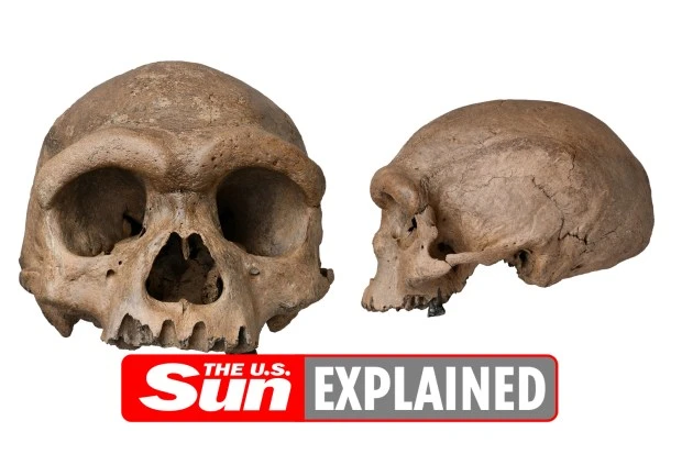 A look at the fossil discovered in China